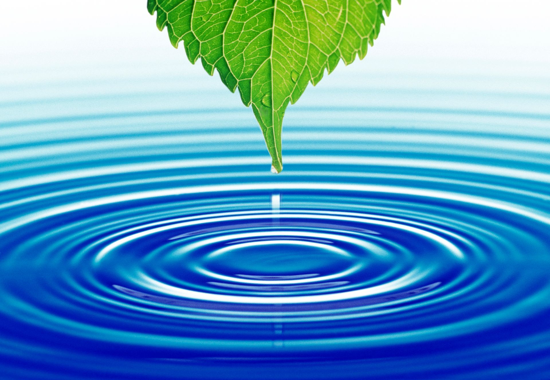 Wasser, Wasseroberfläche, Tropfen, Wassertropfen,Topfen fällt vom Blatt,Ringwellen, Gesundheit,Umwelt, saubere Umwelt, Trinkwasser,