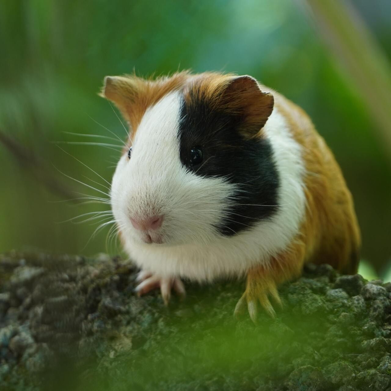 Meerschweinchen