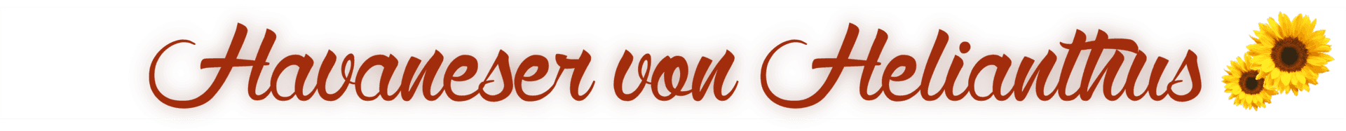 Havaneser von Helianthus