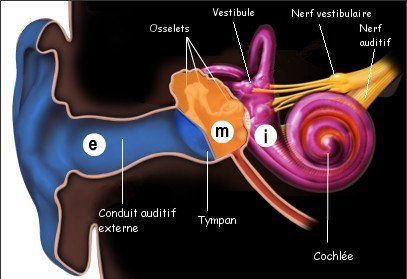 Oreille : Externe / Moyenne / Interne