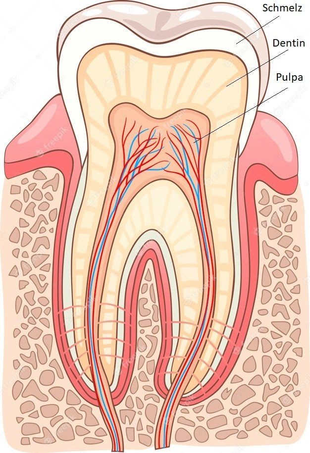 Anatomie eines Zahnes