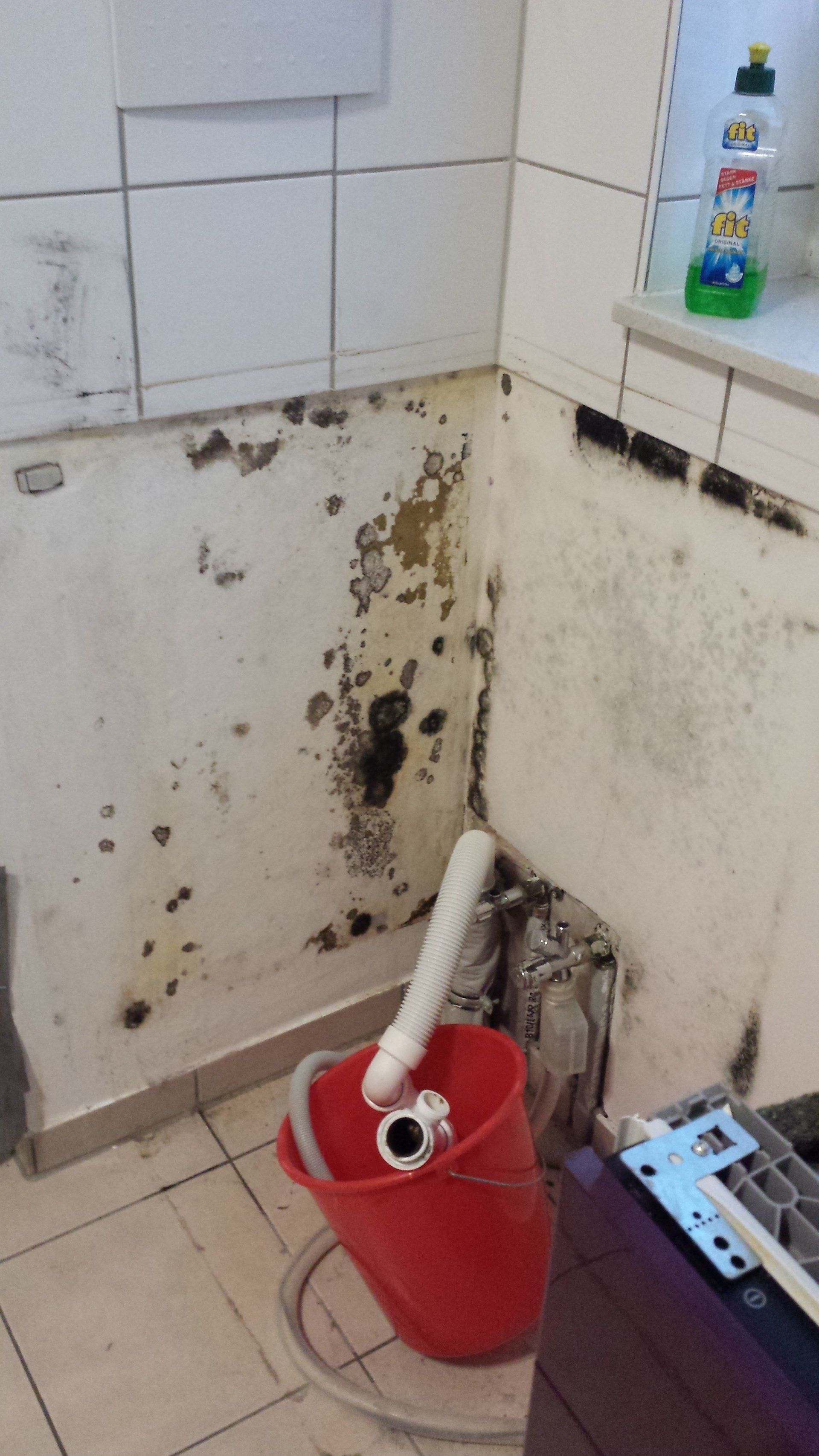 Bild eines Schimmelschadens als Symbol fuer die professionelle Schimmelsanierung und Wasserschadenbearbeitung