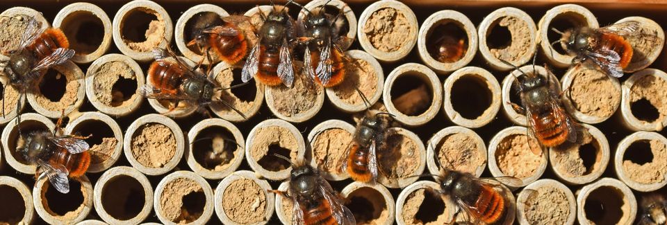 Wildbien im Weltgarten Wildbienen im Weltgarten