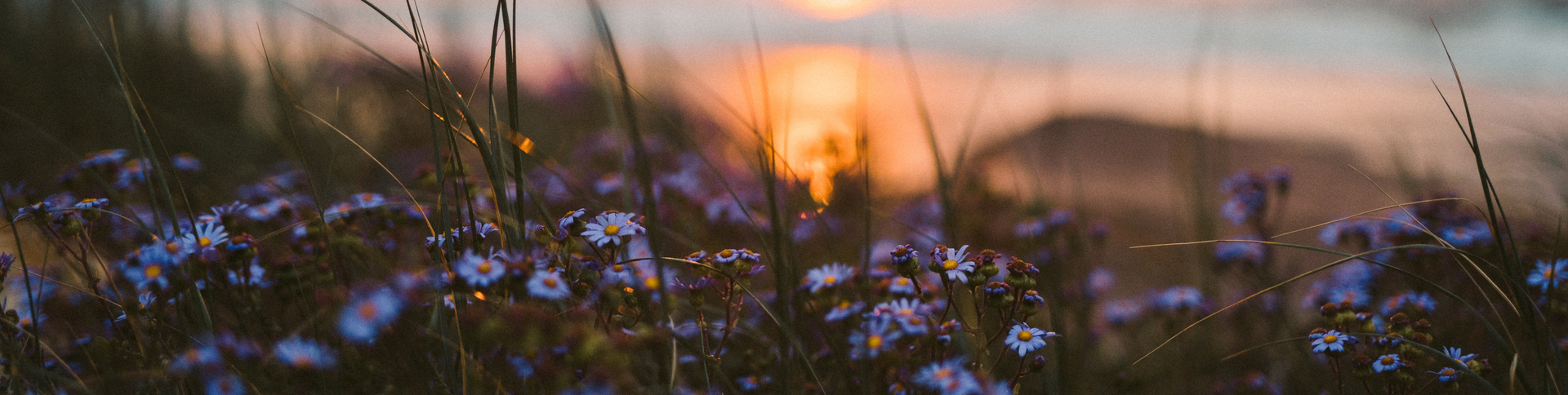 „Romantischer Sonnenuntergang am Strand mit violetten Wildblumen und sanftem Meer im Hintergrund.“
