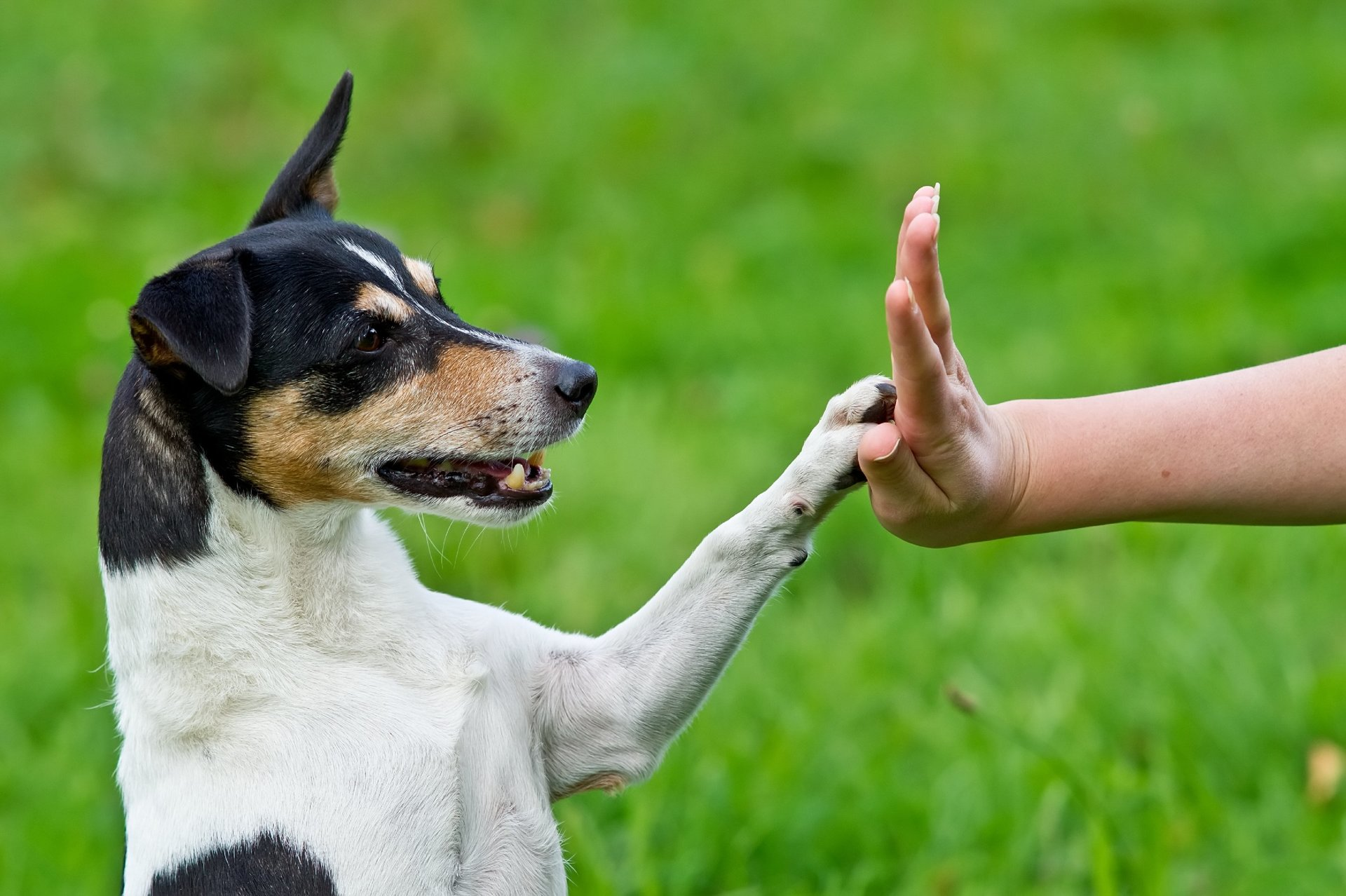 entrenamiento de cachorros o adultos