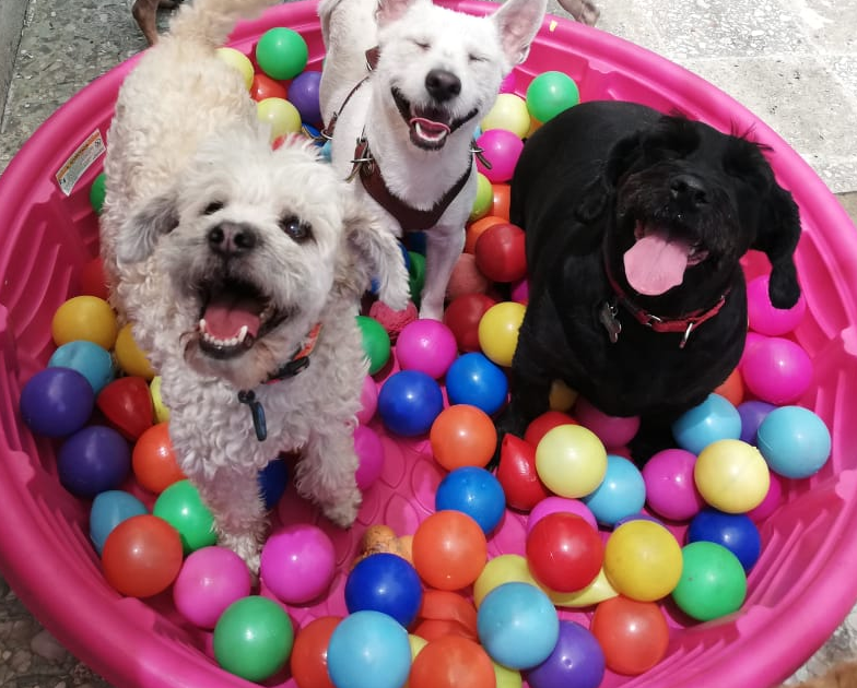 guardería o pensión