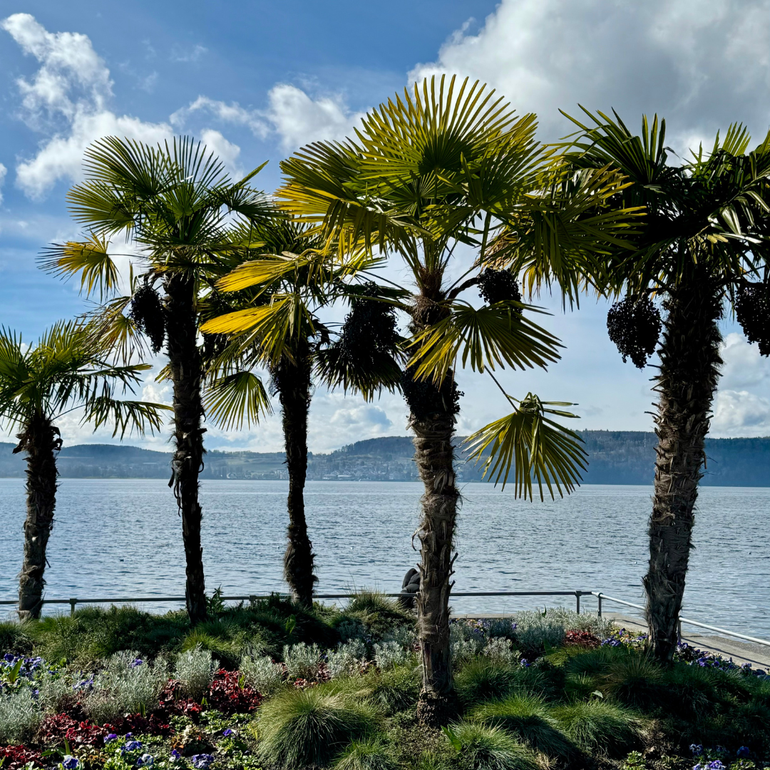 Mediterranes Ambiente in Überlingen Palmen am Bodenseeufer in Überlingen
