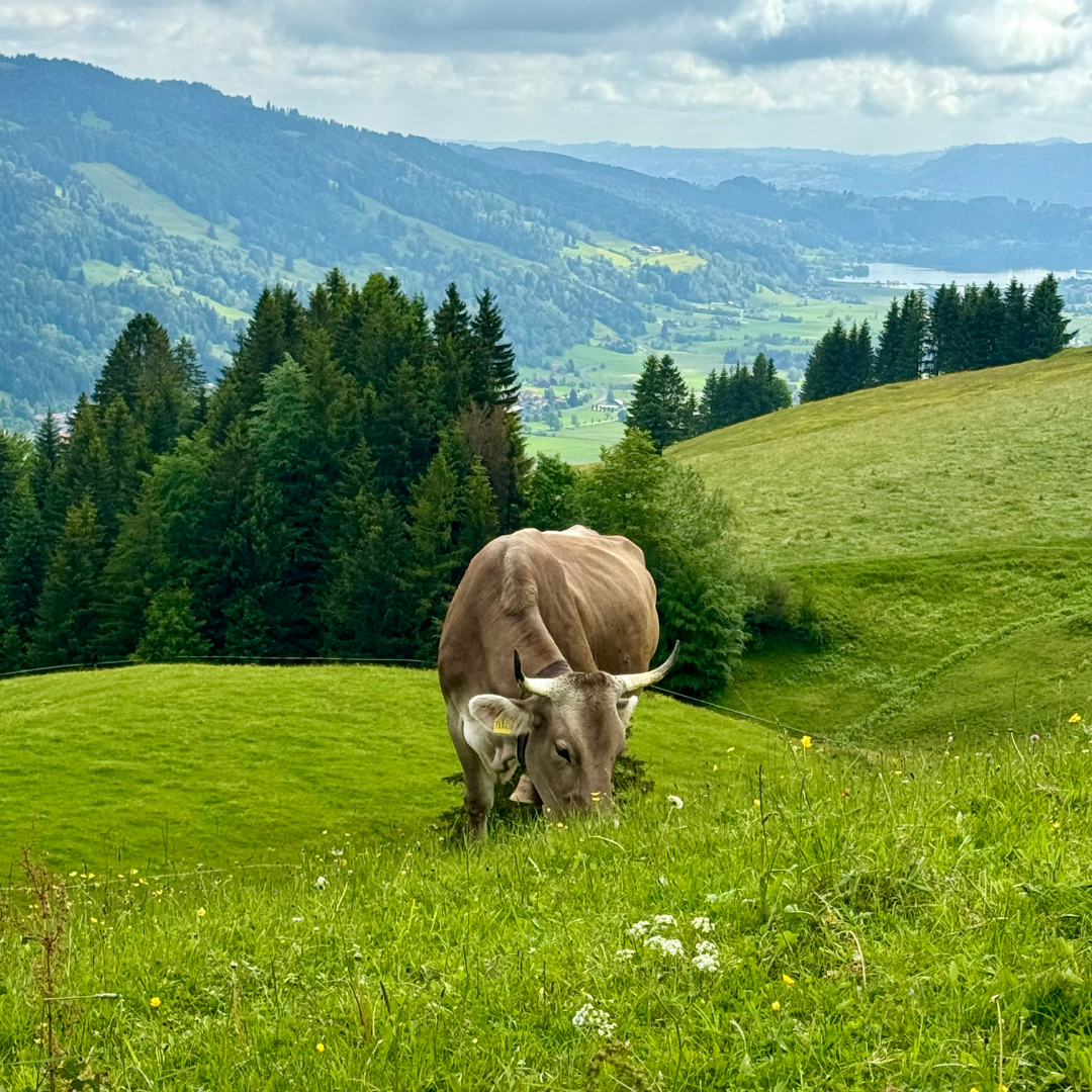 Ursprüngliche Natur in Oberstaufen Allgäuer Kuh auf Almwiese