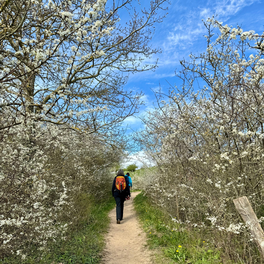 Wandern am Meer im Frühling Schöner Wanderweg