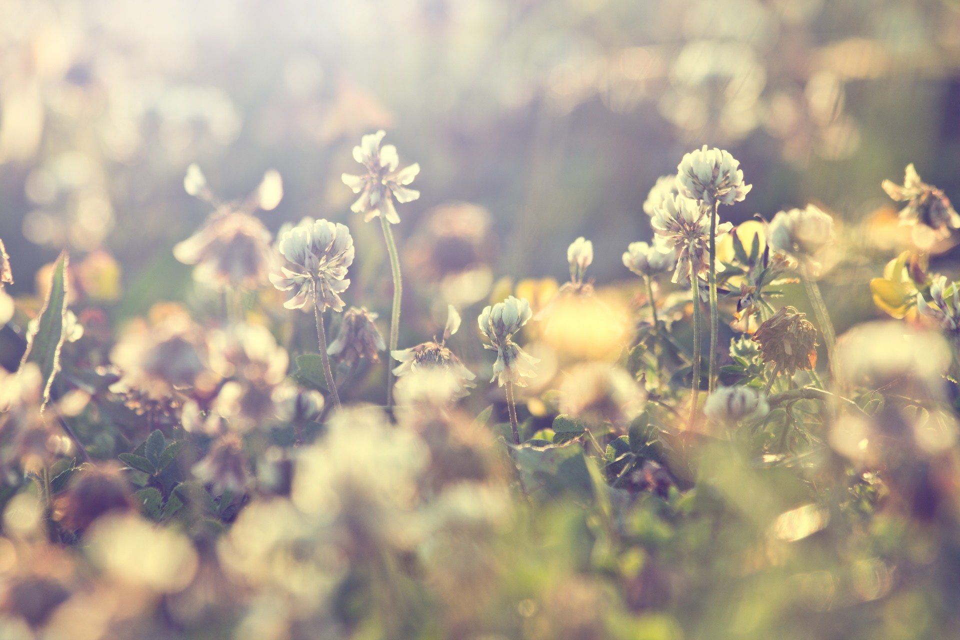 Blumen