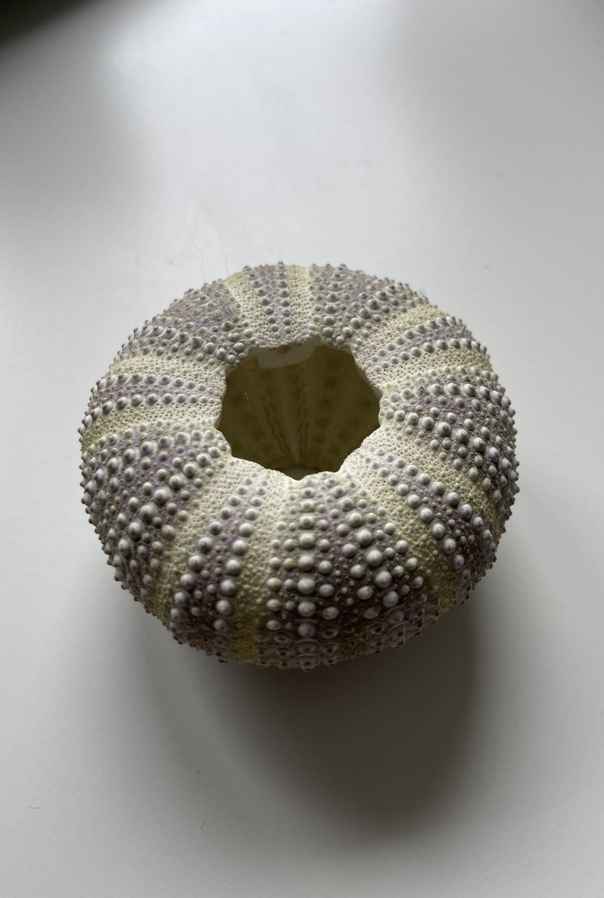 Sie sehen eine Seeigel in Grüntönen.