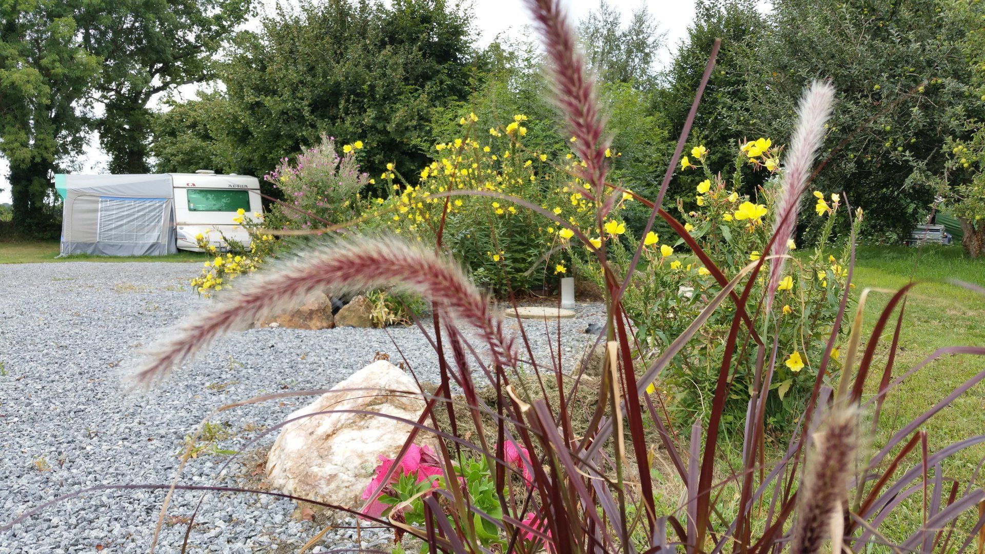 fleurs et arbustes au camping..