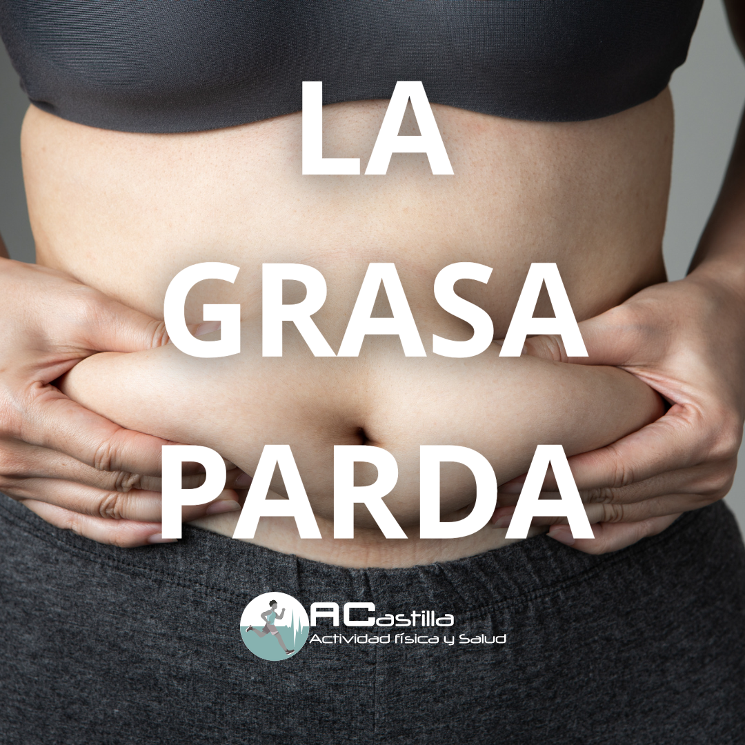 Conoces la grasa parda