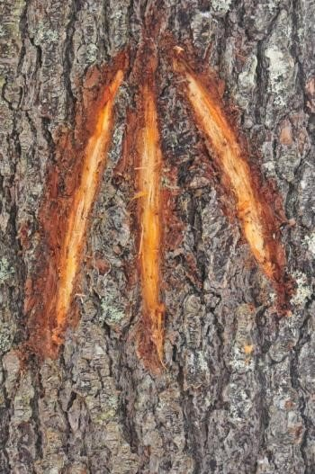 Kings three slashes on tree