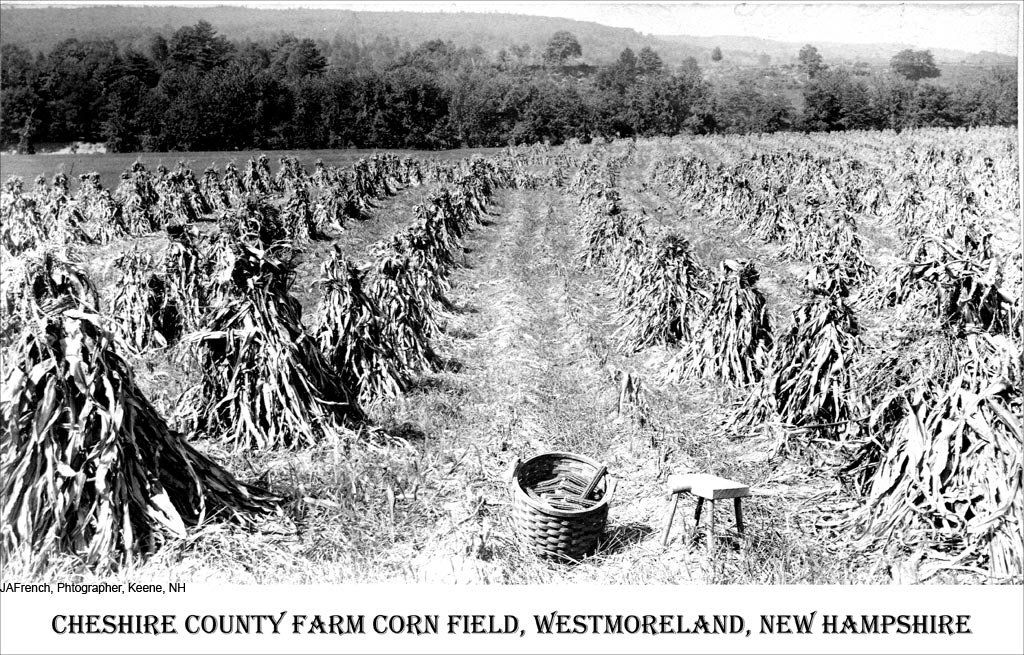 County Farm's cornfield