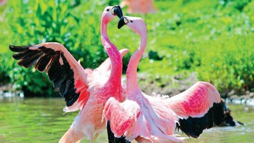 Flamingos im Bundula Nationalpark Sri Lanka. Sri Lanka Safaris