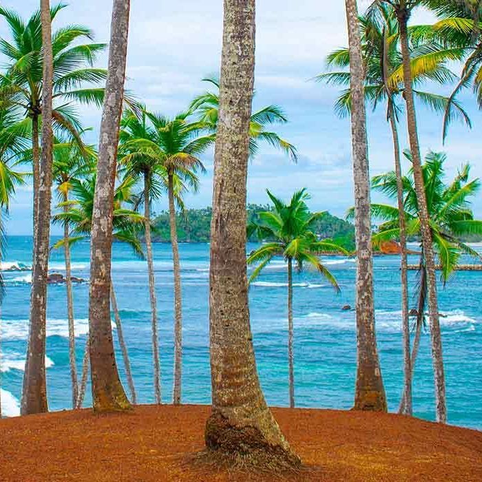 Coconut Hill Mirissa