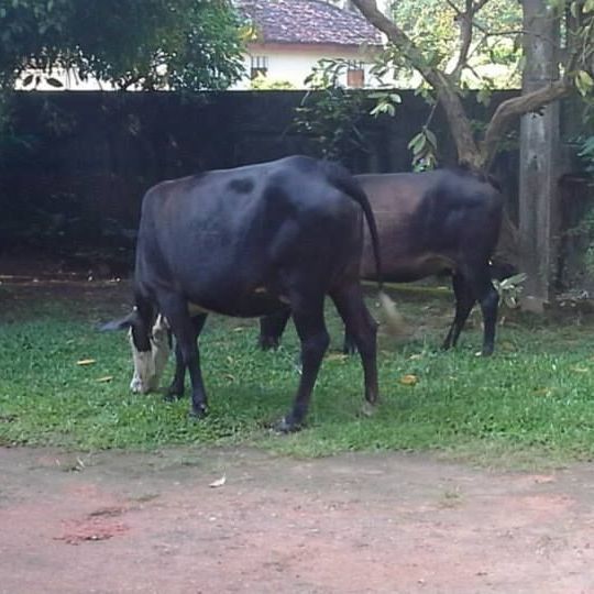 Kühe im Garten