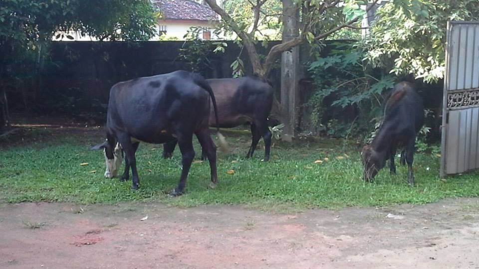 Kühe im Garten