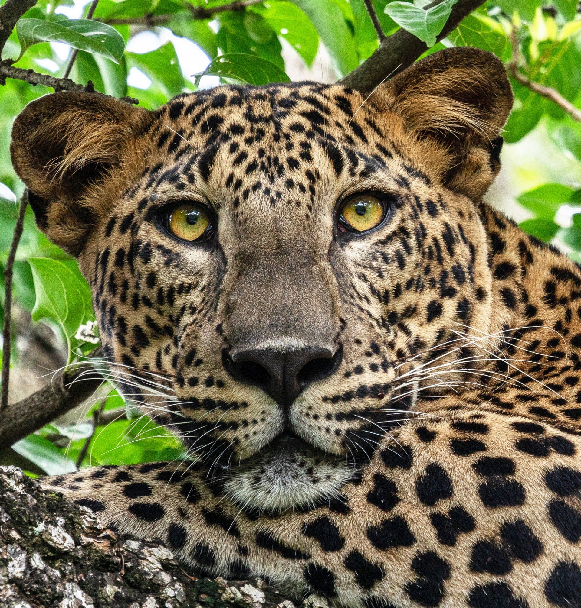 Leopard im Yala Nationalpark Sri Lanka auf der Rundreise Kultur & Natur von srilanka-explorer.de