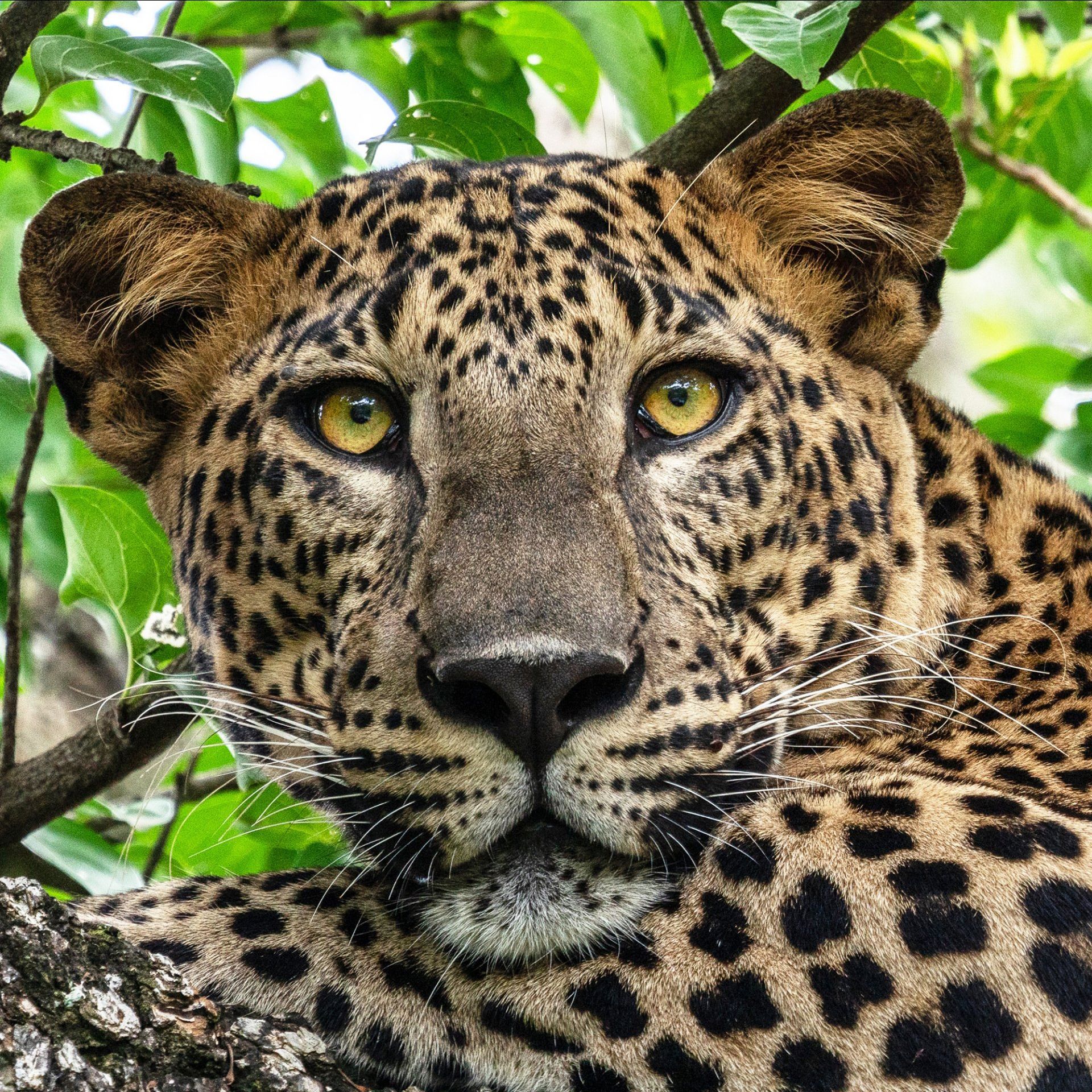 Leopard im Yala Nationalpark Sri Lanka