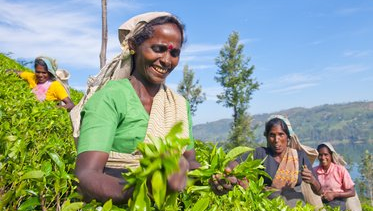 Teepflückerinen in bunten Gewändern bei der Arbeit im Teehochland von Sri Lanka