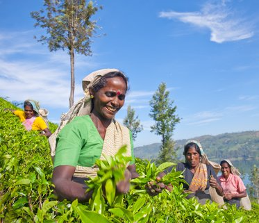 Teepflückerinnen bei der Teeernte in Sri Lanka Rundreise Kultur & Natur von srilanka-explorer.de