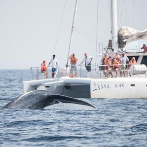 Walbeobachtungsfahrt mit dem Katamaran