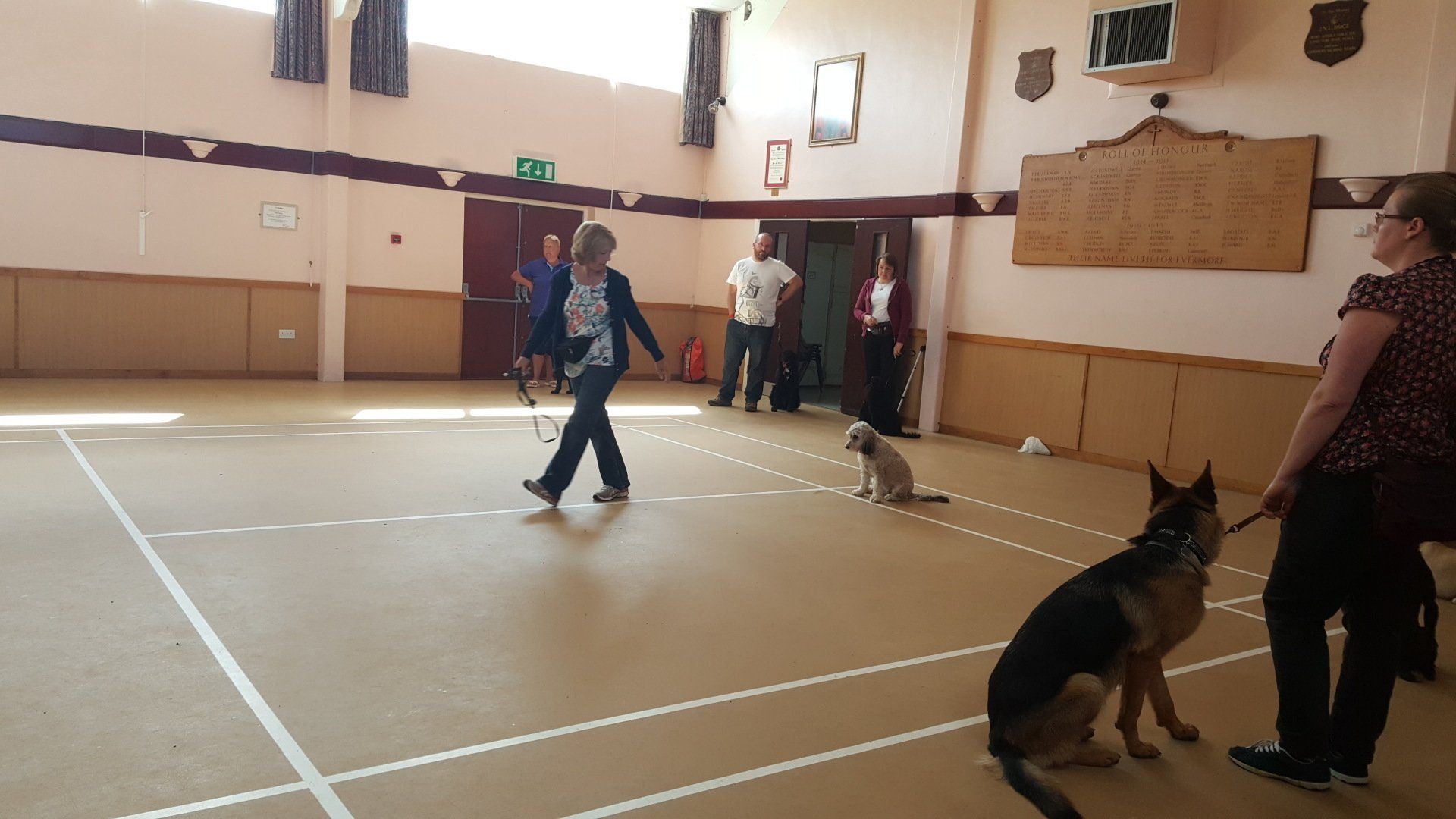 Dog training classes in progress
