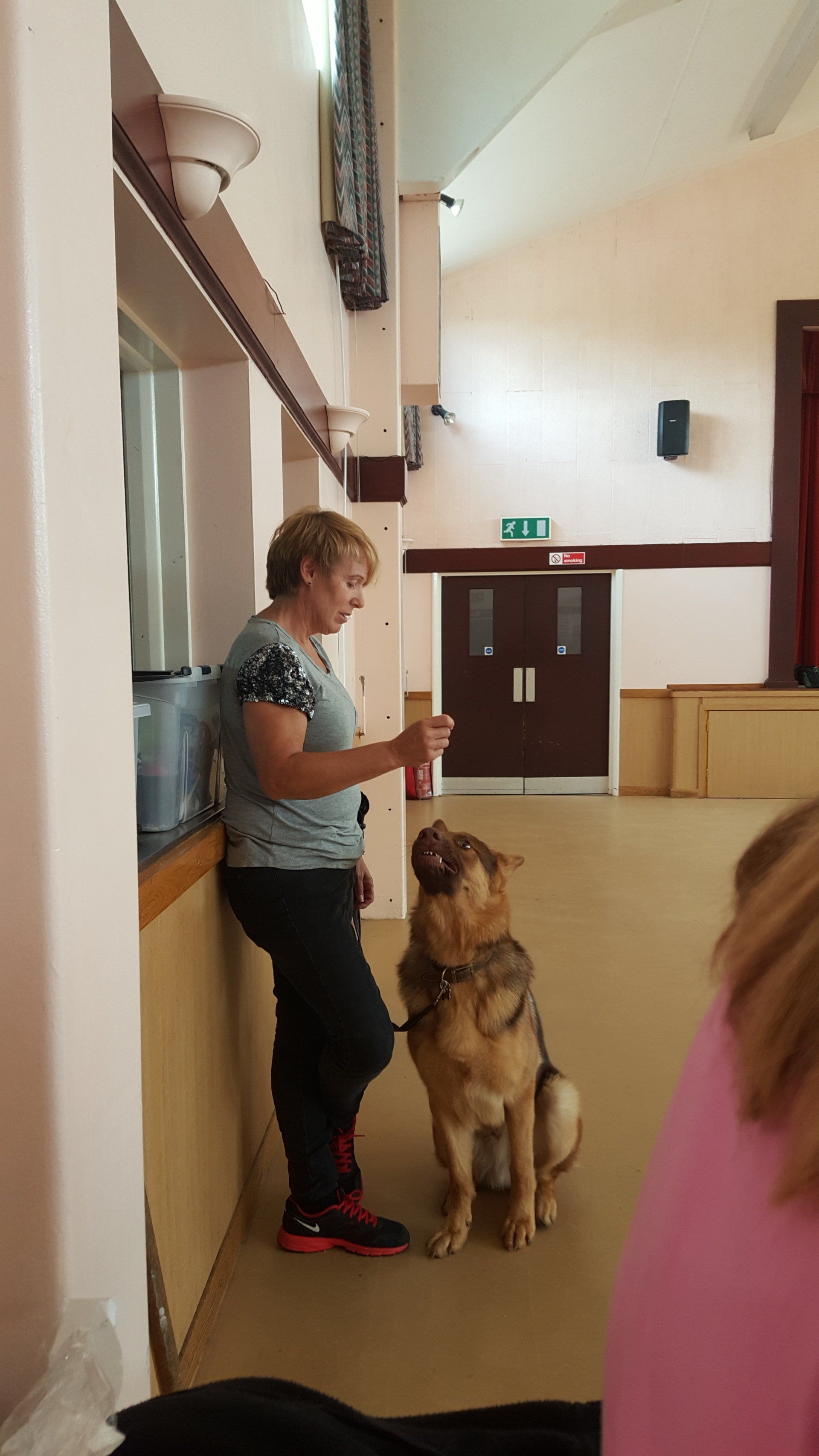 Dog training classes in progress