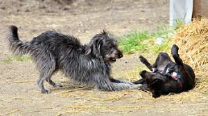 Inter dog aggression 2 dogs playfighting