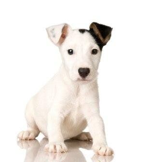 Puppy Jack Russell toilet training