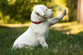 Puppy training Labrador