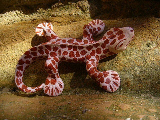 Lézard grès rose Finition huile