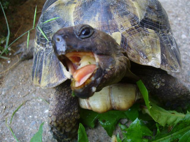 Rosetta ma tortue gourmande