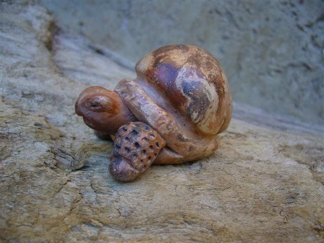 Tortues terres mêlées