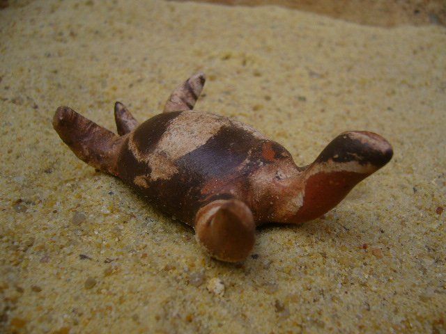 Tortues terres mêlées