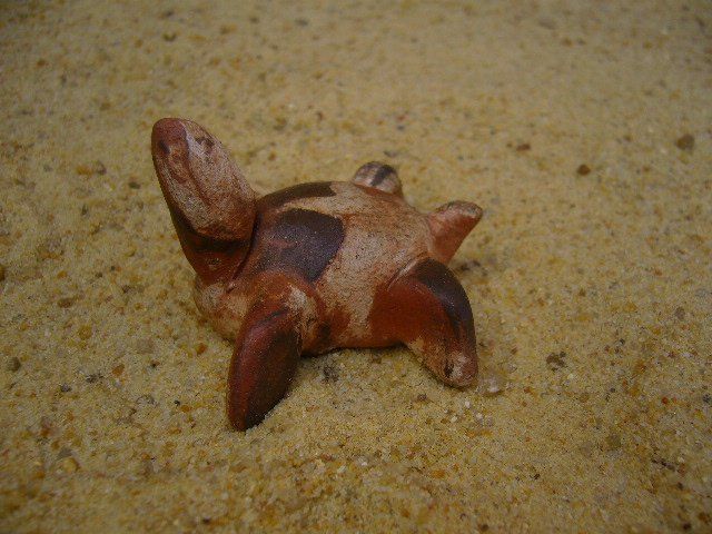 Tortues terres mêlées