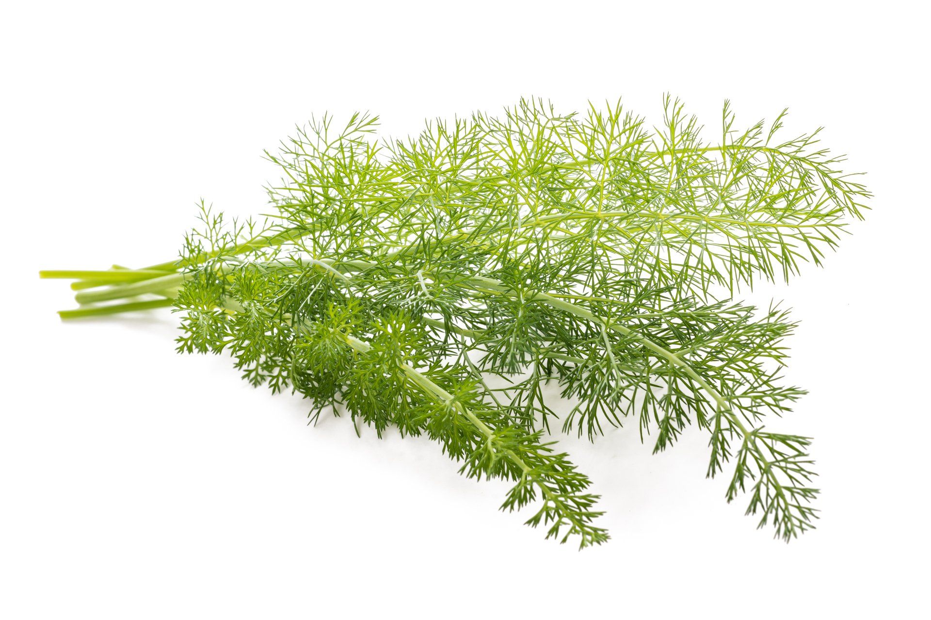 Fenchel Kraut