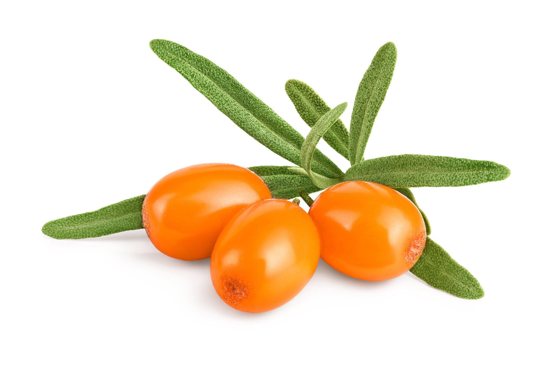 Sanddorn Frucht