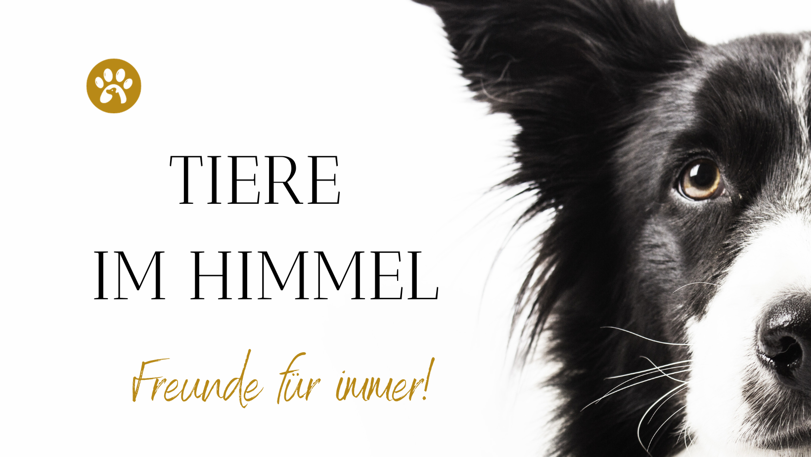 Tiere im Himmel - sind unsere Freunde für immer!