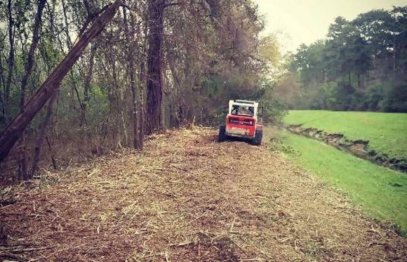 cleaning of tree debris