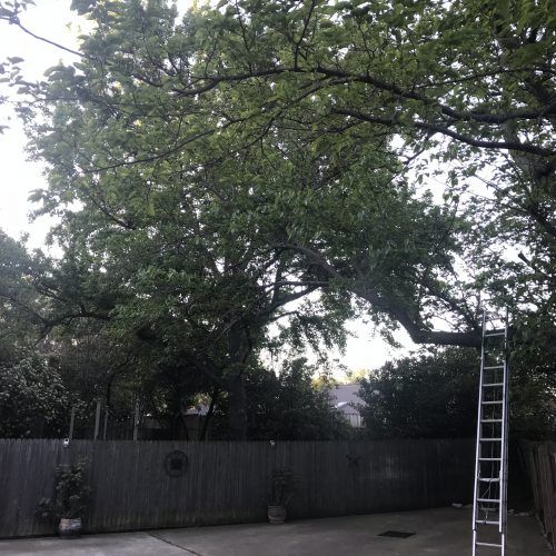large tree on residential property 1