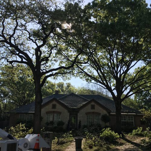 two large trees on residential property