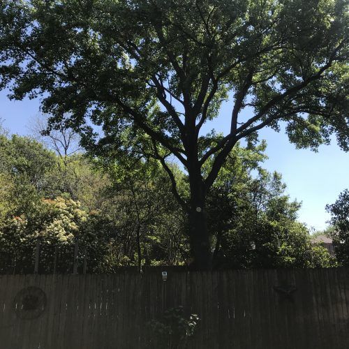 large tree on residential property