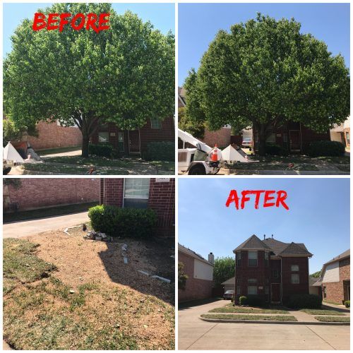 before and after photo of tree removal
