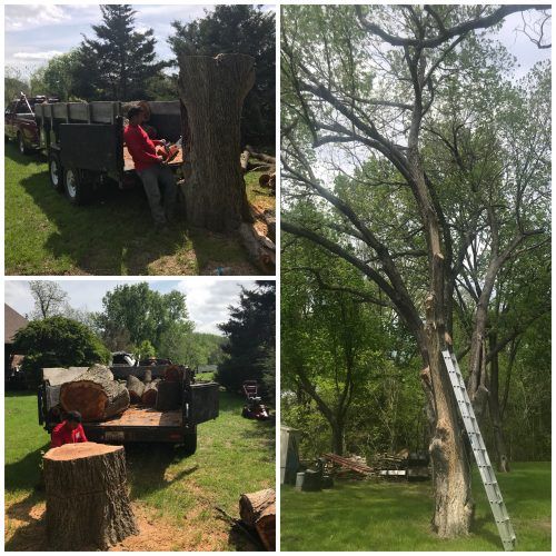 tree removal