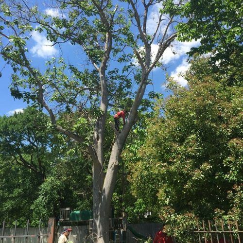 worker cutting down branches