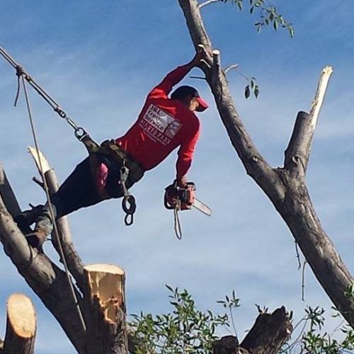 a worker cutting down tree branches