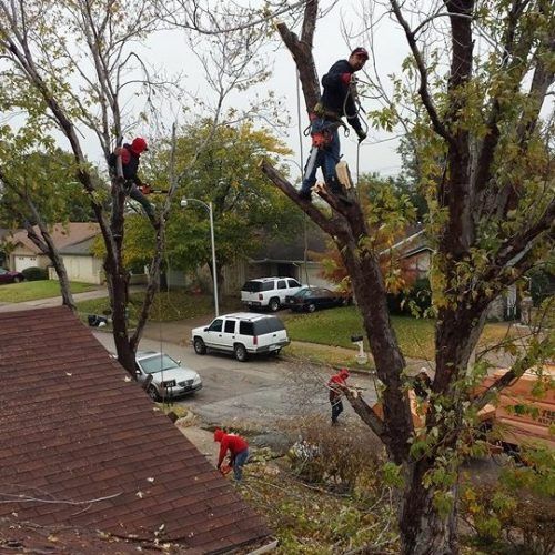group of workers working together to remove a tree